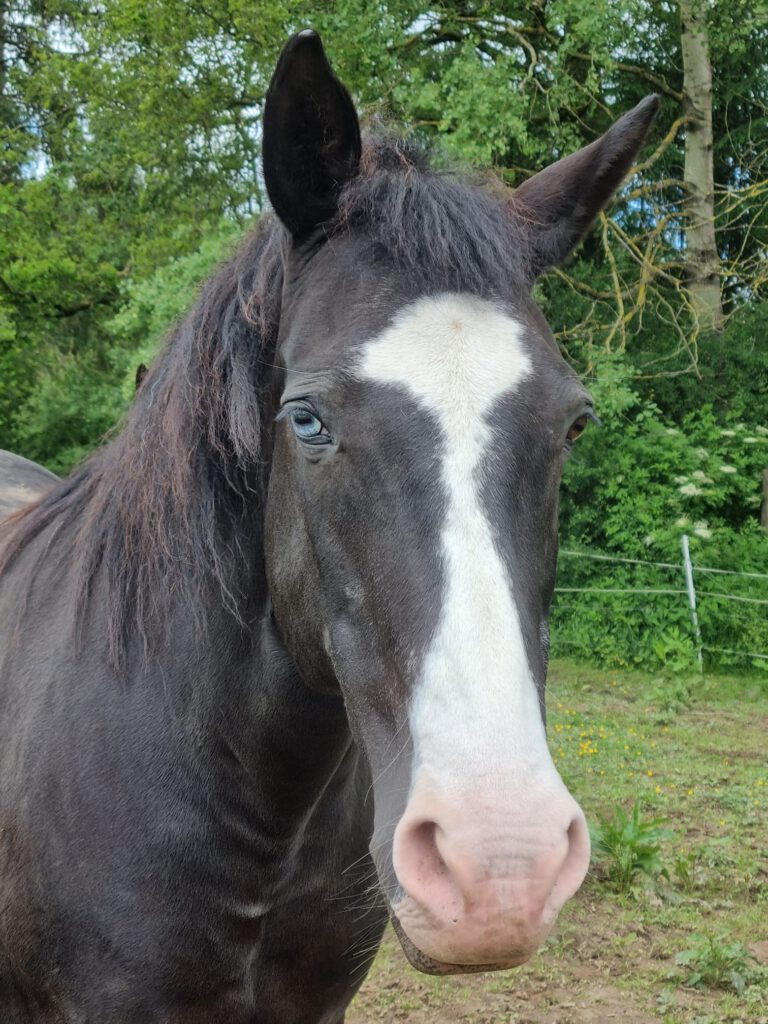 Horse Lover